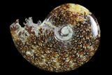 Polished, Agatized Ammonite (Cleoniceras) - Madagascar #97239-1